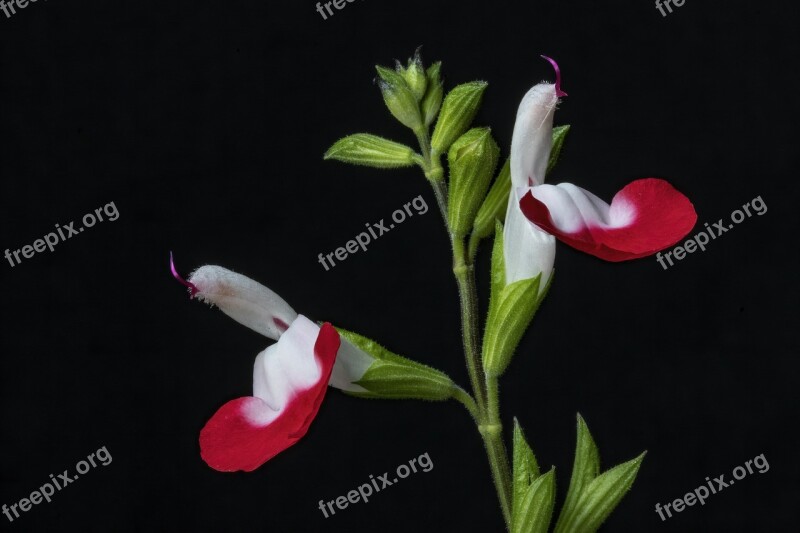 Salvia Flower Hotlips Nature Bloom