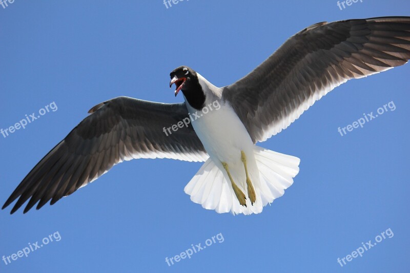 Sea Gulls Sky Flight Wing