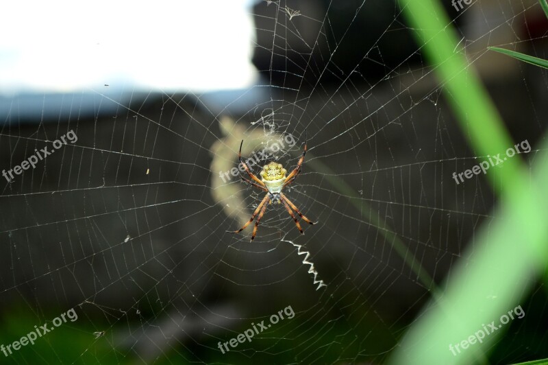 Spider Cobweb Nature Insects Free Photos