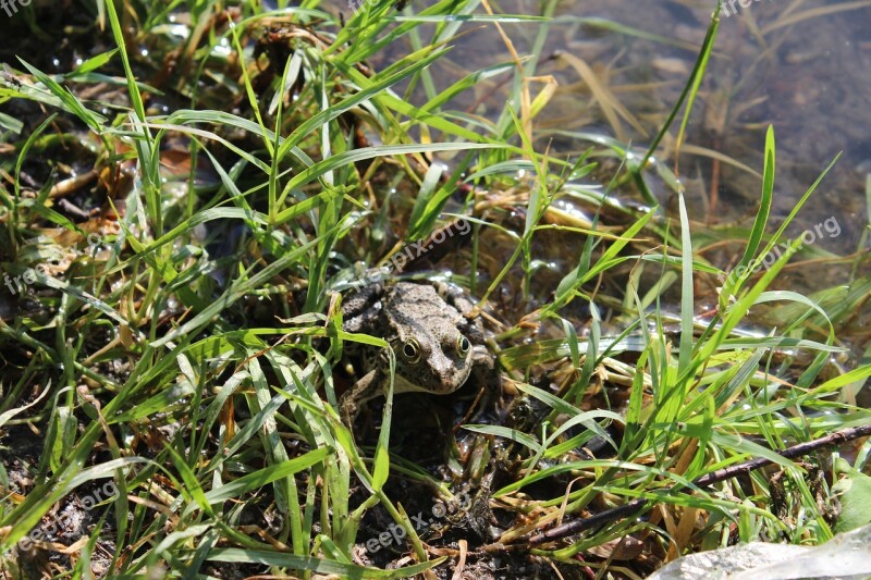 Frog Nature Animals Free Photos