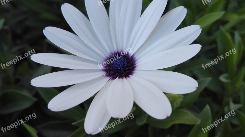 White Flower Garden School Purple