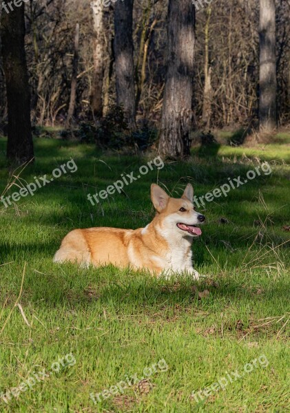 Welsh Corgi Pembroke Corgi Dog Pet Animal