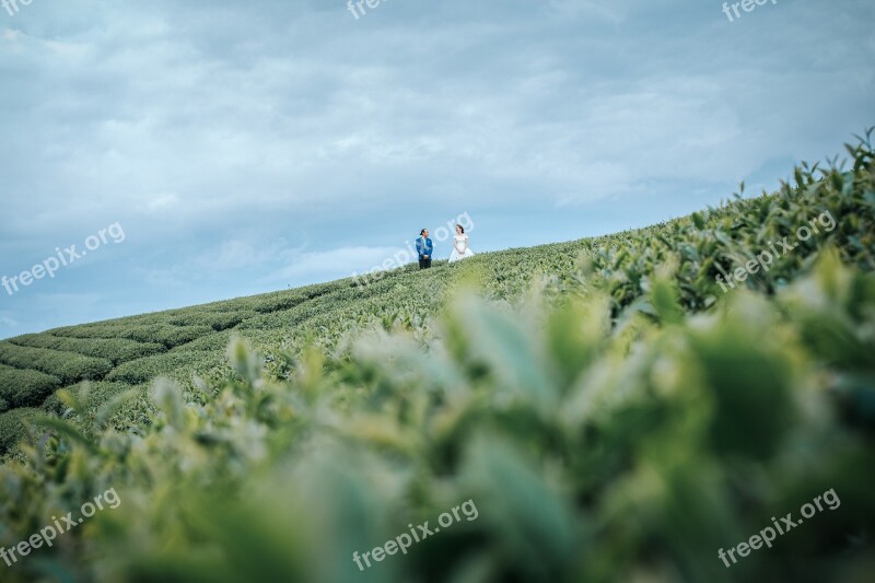 Tea Hill Tea Wedding Photo People Clouds