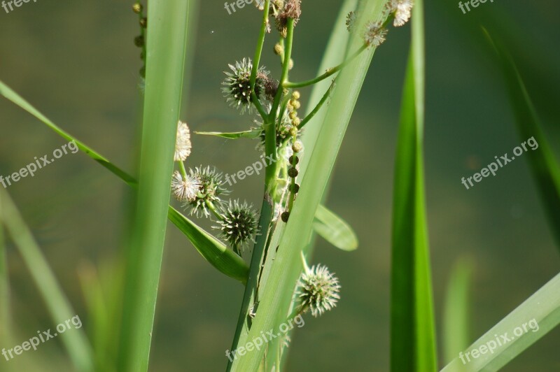 Green Grass Nature Prato Summer