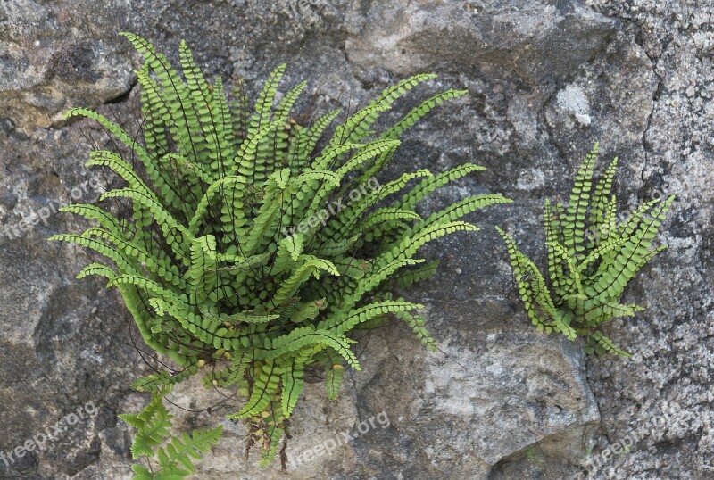 Wall Fern Fouling Natural Stone Wall Karg