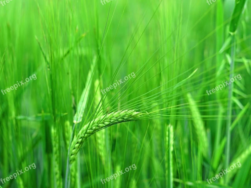 Ear Stalk Grain Harvest Agriculture