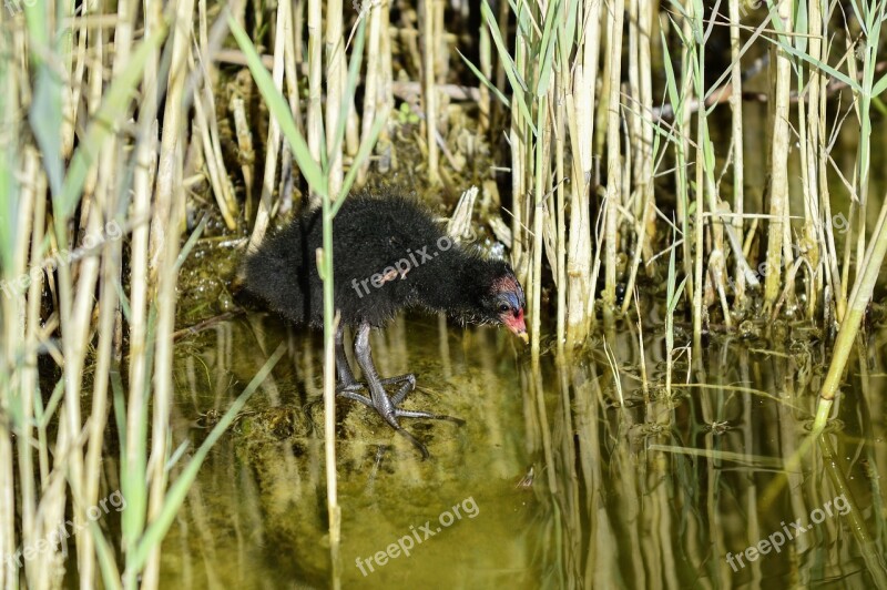 Reed Young Animal Pond Moorhen Young