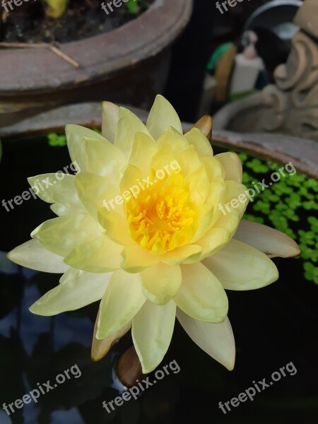 Lotus Nature Water Plants Flower Lotus Basin