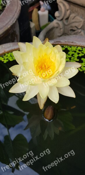 Lotus Yellow Bright Water Plants Flowers