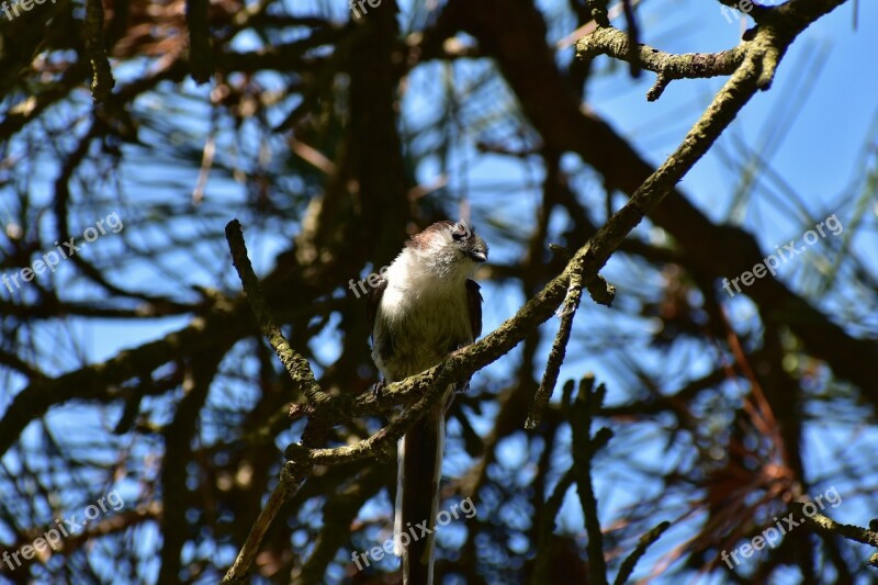 Animal Forest Wood Bird Wild Birds