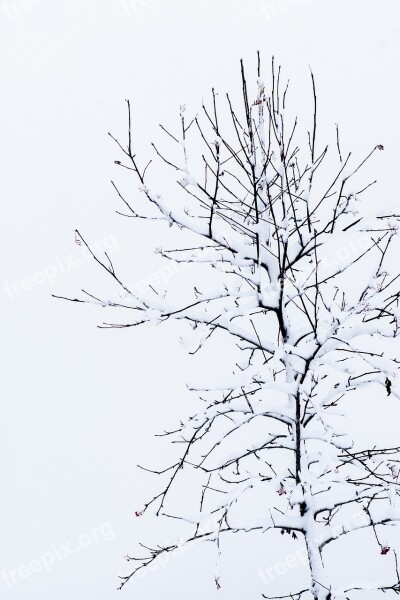 Tree Kahl Winter Without Leaves Snow