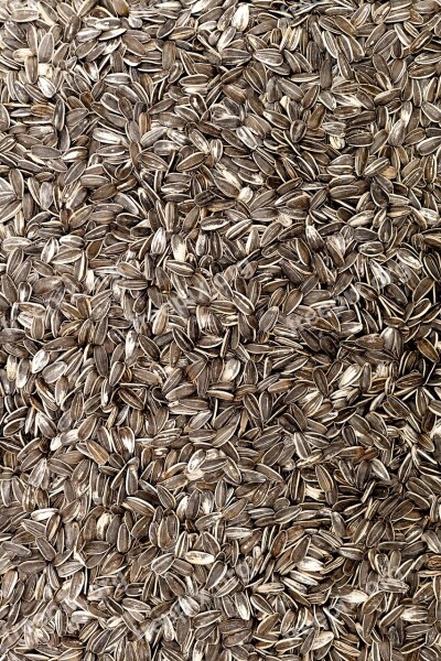 Sunflower Seeds Food Sunflower Seeds Free Photos