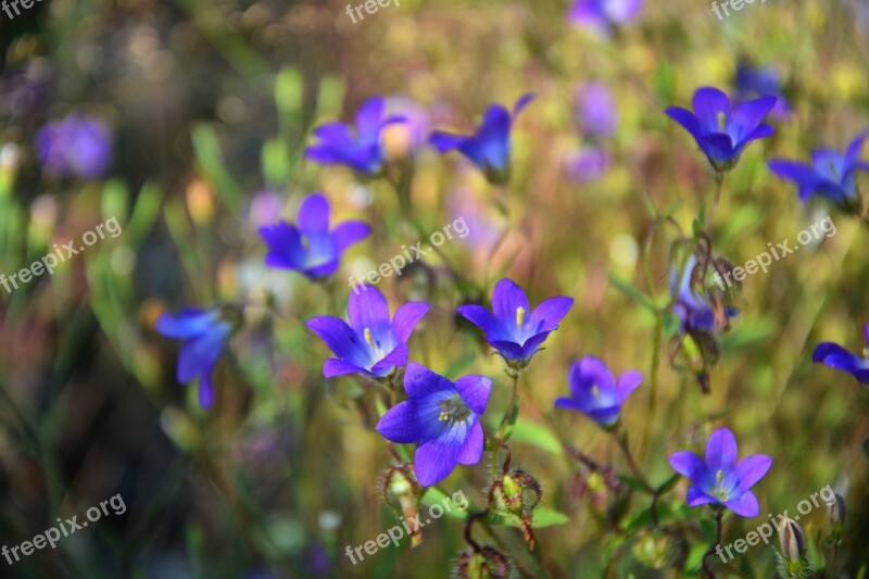 Wildflowers The Bluebells Spring Nature Flora