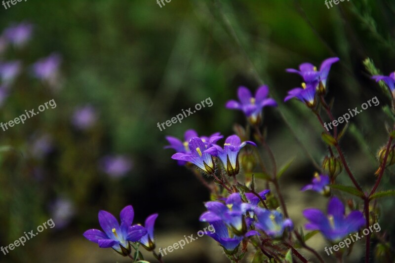 Wildflowers The Bluebells Spring Nature Flora