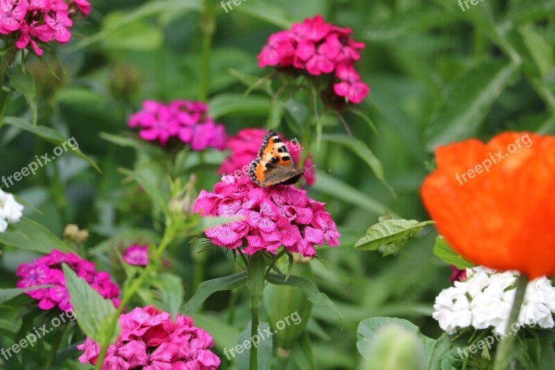 Butterfly Hives Insect Flowers Summer