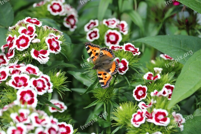 Butterfly Hives Flowers Clove Insects