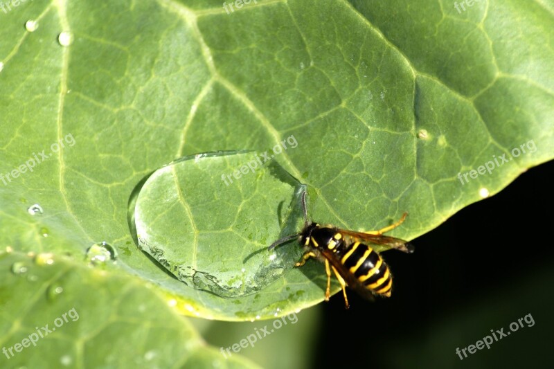 Wasp Insect Water Drink Leaf