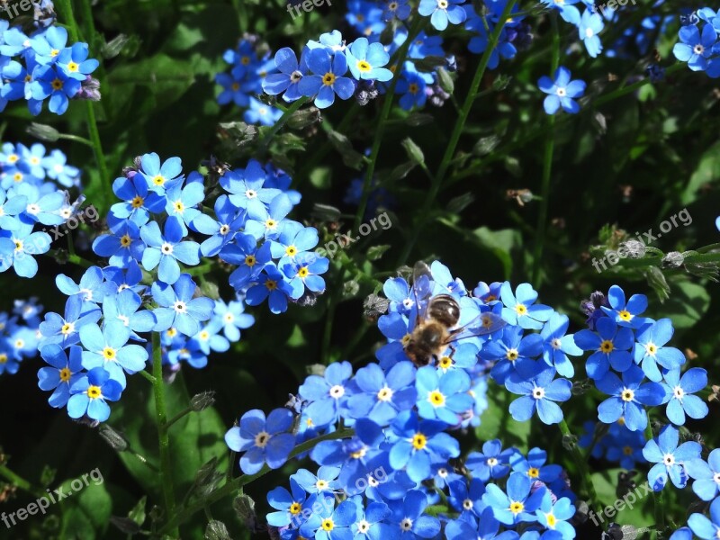 Forget Me Not Flower Nature Plant Pointed Flower