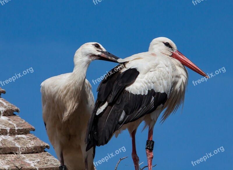 Stork Bird Animal World Animal Rattle Stork