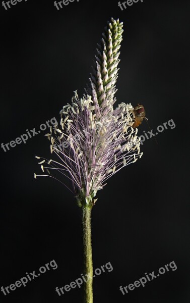 Blossom Bloom Inflorescence Plantain Plantain Greenhouse