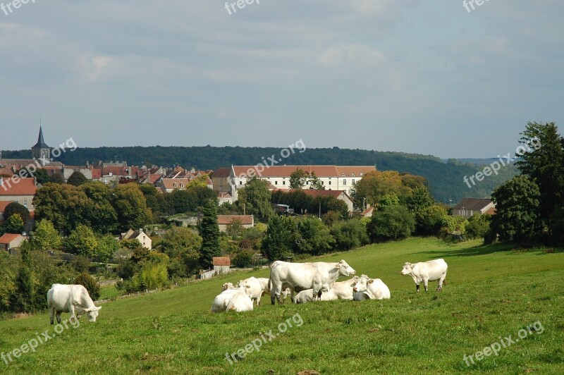 Cow Pasture Cows Landscape Burgundy Village