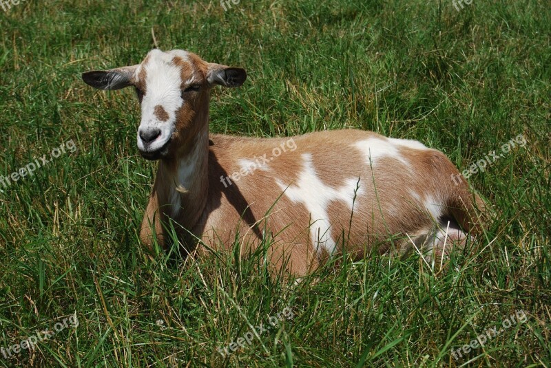 Goat Grass Rest It Lies Meadow