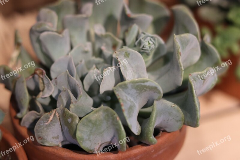 Potted Plant Macro Plant Flowerpot Vegetation