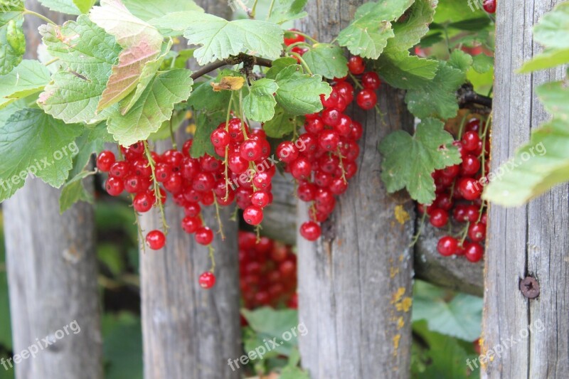 Currants Fruit Still Life Garden Red