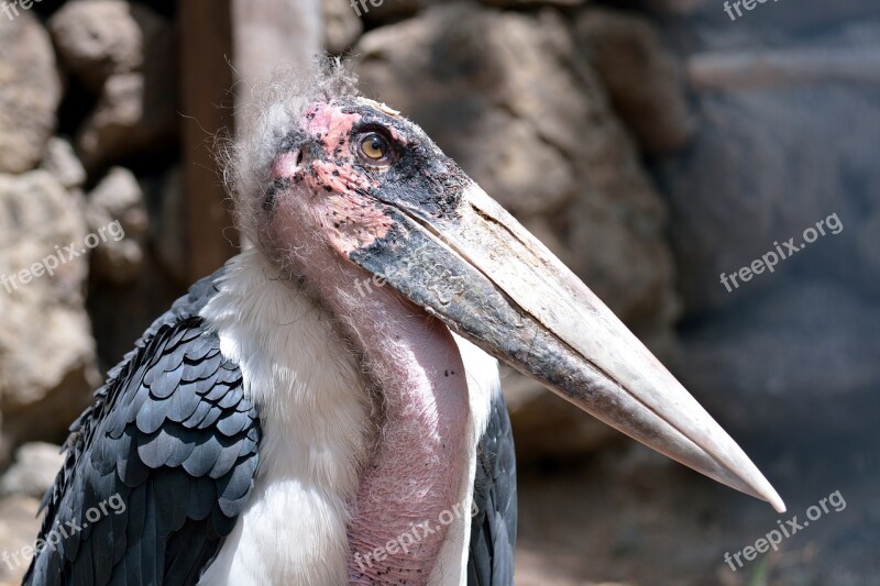 Marabu Bird Zoo Free Photos