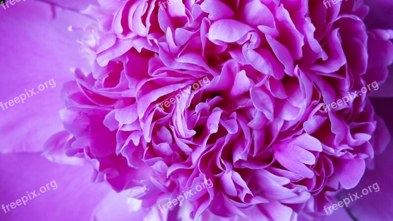 Flower Peony Background Plant Nature