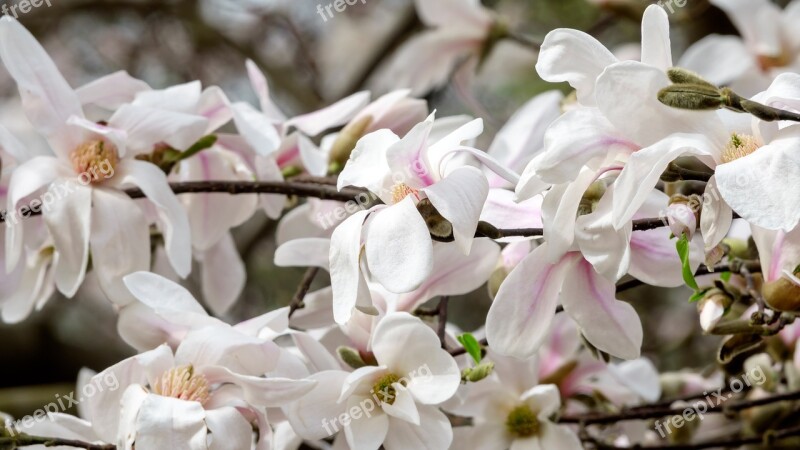 Magnolia Colour Flower Petals White