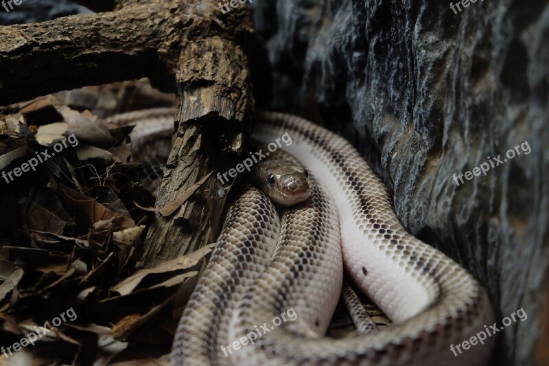 Snake White Snake Wild Animals Life In The Jungle Free Photos