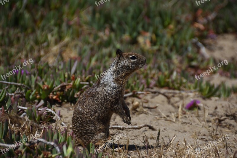 Animal World Nature Mammal Squirrel In The Free