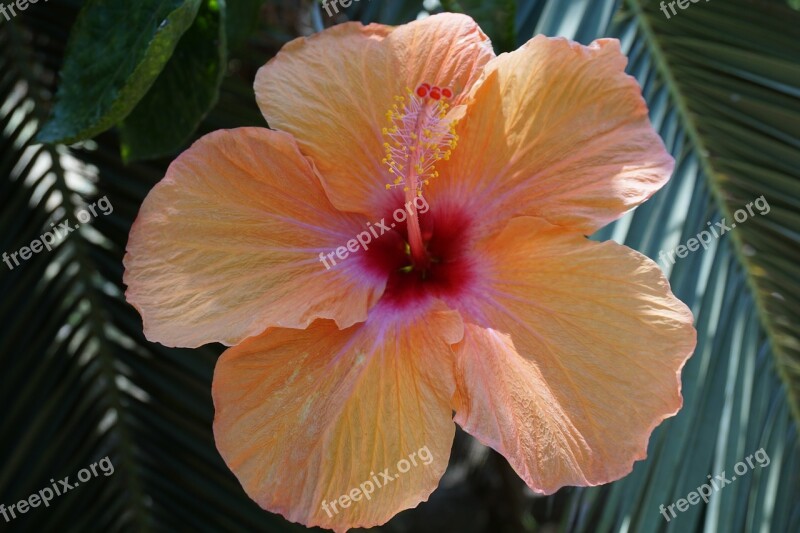 Andalucia Flowers Nature Hibiscus Free Photos