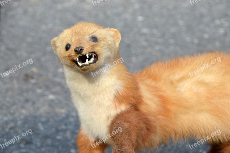 Weasel Weasel Of Europe Little Weasel Mammal Animal