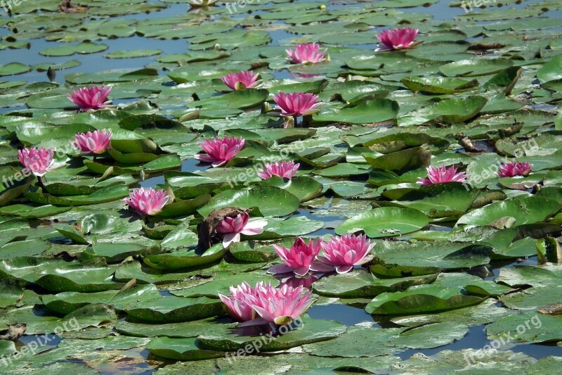 Flowers Water Lilies Pink Pond Water Lily