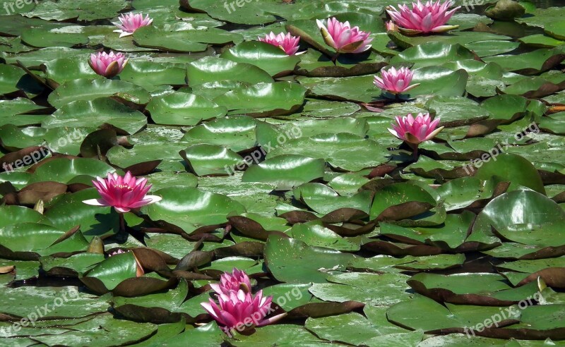 Flowers Water Lilies Pond Pink Nature