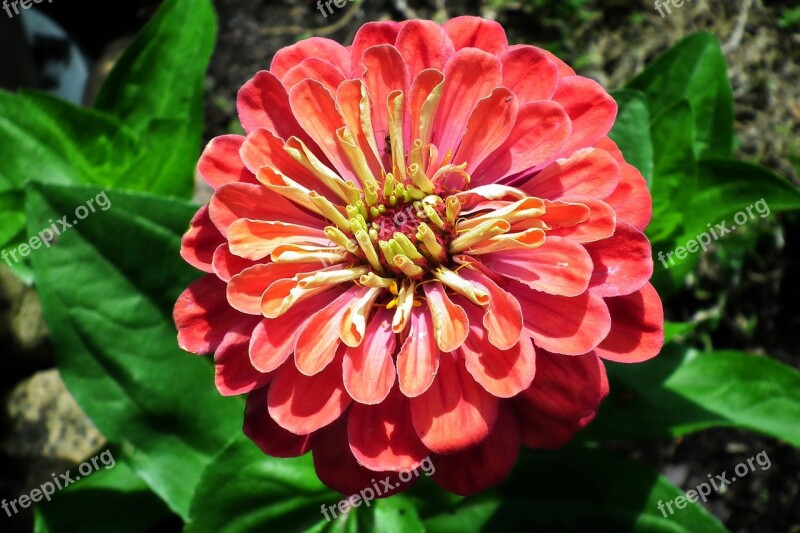 Flower Zinnia Summer Nature Garden