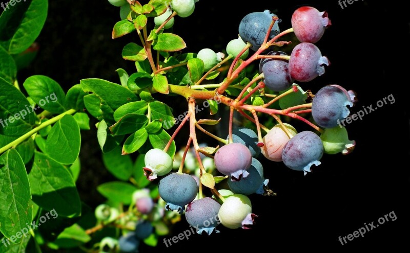 Fruit Bilberry American Nature Closeup Bush