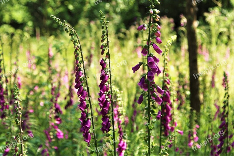 Tree Wood Flowers Nature Sunshine