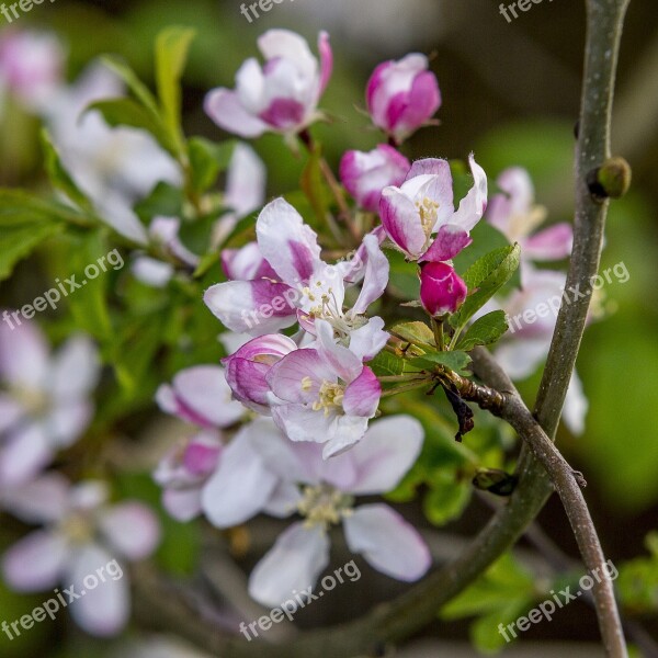 Flowers Trees Stems Branches Petals