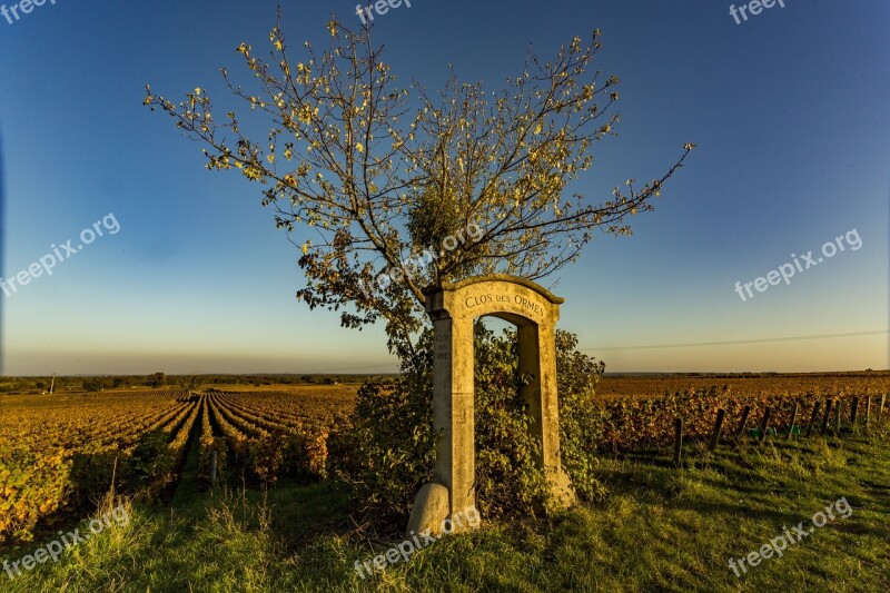 Vineyard Burgundy Nature Free Photos