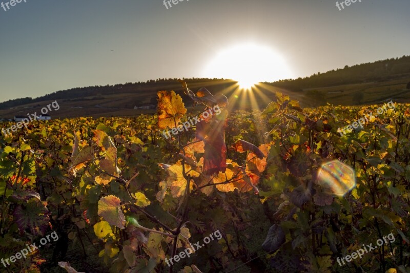 Vineyard Burgundy Nature Leaves Sunrise