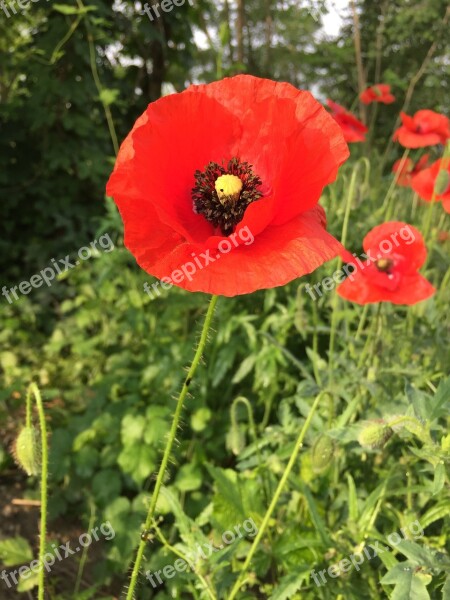 Klatschmohn Papaver Rhoeas Flowers Plants Petals