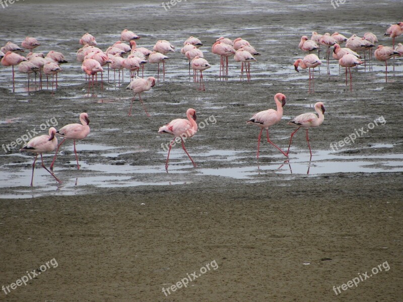 Namibia Birds Flamingo Free Photos