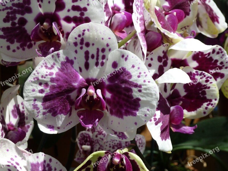 Orchid Purple White Orchids Free Photos