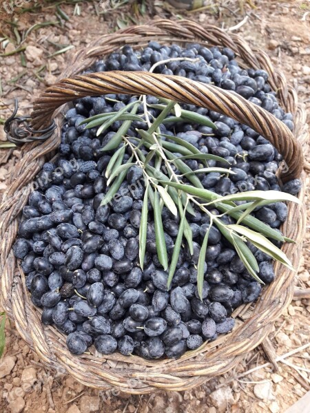 Olives Olivas Mediterranean Olive Agriculture