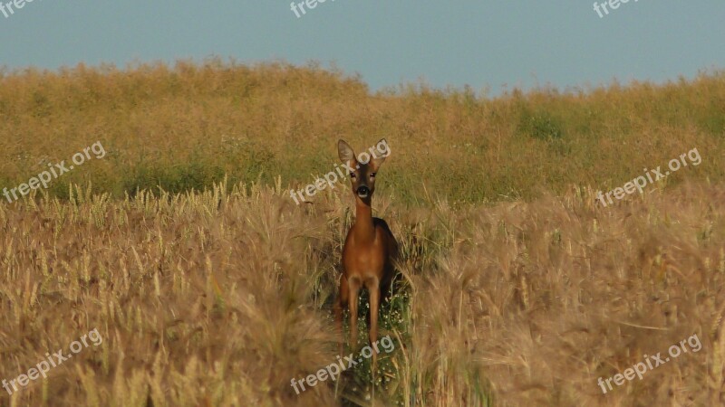 Roe Deer Deer In The Cornfield Grain Hidden Red Deer