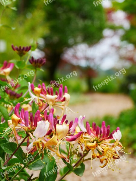 Garden Blossom Bloom Lonicera Flower