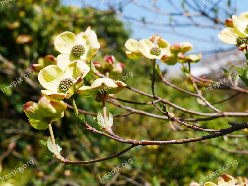 Spring Cornus Dogwood Flower Blossom Bloom